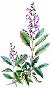 Purple Sage News Letter